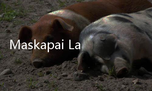 Maskapai Larang Alat Musik di Kursi Pesawat, Musisi Batalkan Konser